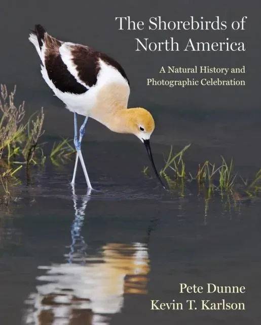 Shorebirds of North America