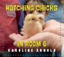 Hatching Chicks in Room 6