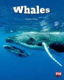 Whales Level 24 X6